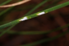 Chionaspis pinifoliae