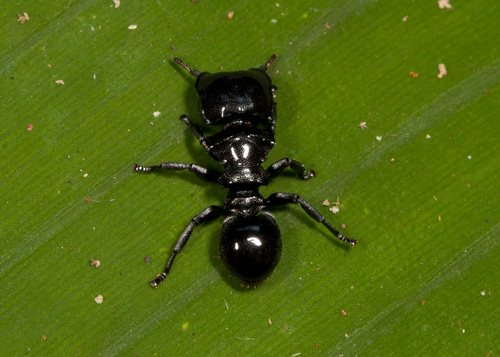 Cephalotes cordiventrisCephalotes cordiventris