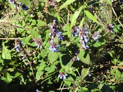 Salvia mocinoi