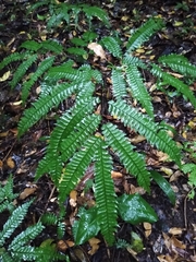 Adiantum wilesianum