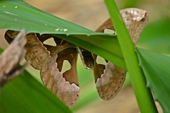 Rothschildia speculifer