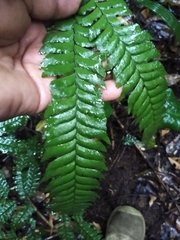 Adiantum wilesianum