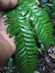 Adiantum wilesianum