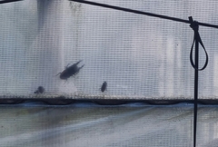 Serrognathus titanus castanicolor