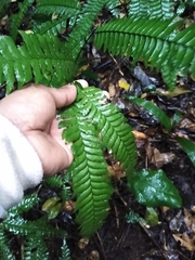 Adiantum wilesianum