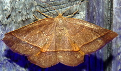 Metarranthis obfirmaria