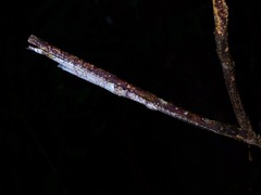 Caudasceles villosus