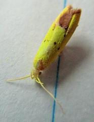 Gymnobathra flavidella