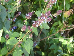 Salvia mocinoi