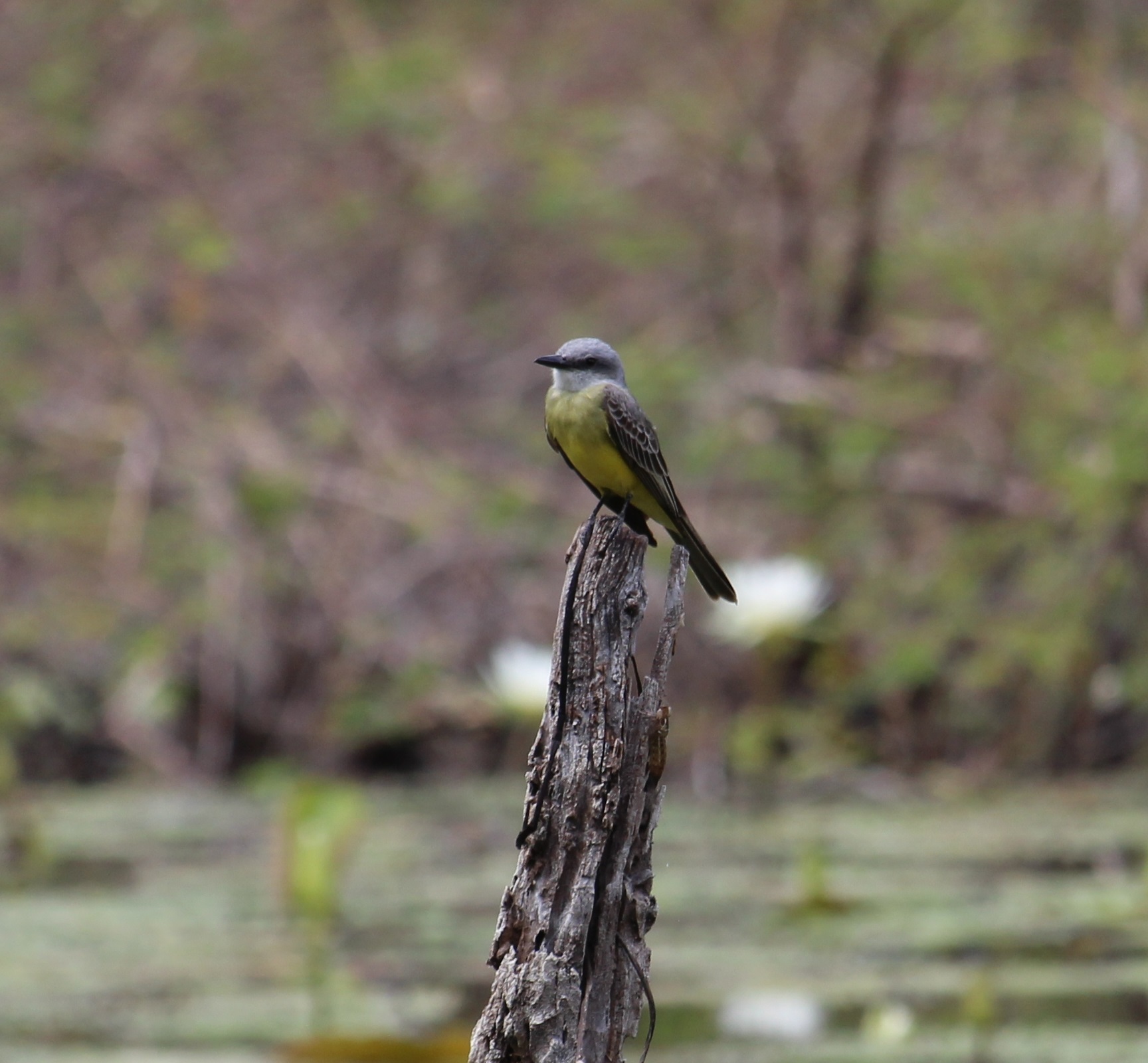 Tropical Kingbird illustration
