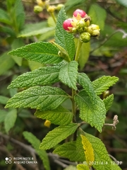 Varronia crenata