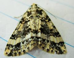 Pseudocoremia leucelaea