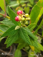 Varronia crenata