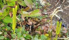 Lycopodium lagopus