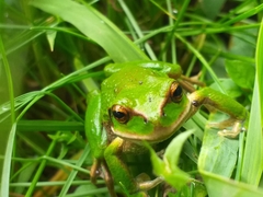 Gastrotheca