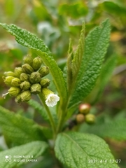 Varronia crenata