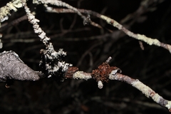 Tuckermanella fendleri