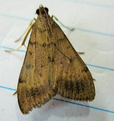 Uresiphita maorialis