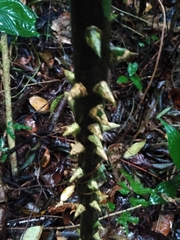 Zanthoxylum kellermanii