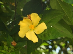 Dendrosida sharpiana