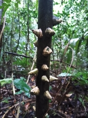 Zanthoxylum kellermanii