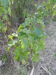 Solanum bonariense