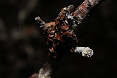 Tuckermanella fendleri