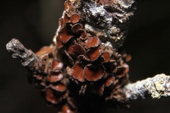 Tuckermanella fendleri