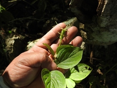 Heterocentron muricatum