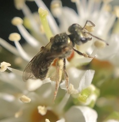 Lasioglossum zephyrus
