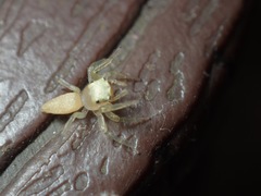 Epocilla