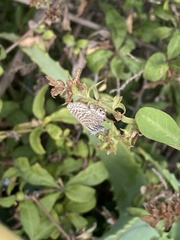Leptotes trigemmatus