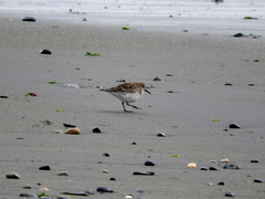 Calidris fuscicollis