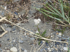 Achillea millefolium
