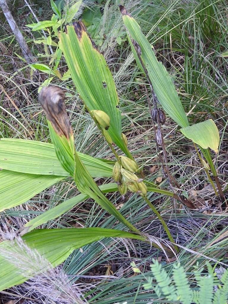 Govenia alba