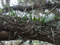 Microgramma mortoniana