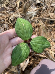 Trillium gracile