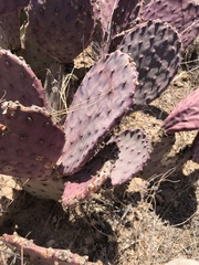 Opuntia santa-rita