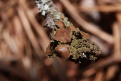 Tuckermanella fendleri