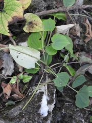 Peperomia lanceolatopeltata