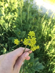 Isatis tinctoria