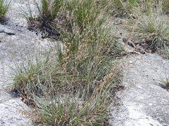 Bouteloua elata
