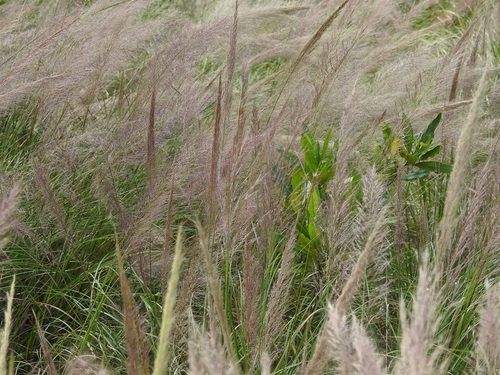 Muhlenbergia versicolor