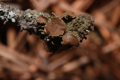 Tuckermanella fendleri