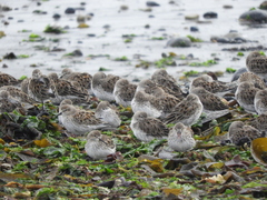 Calidris fuscicollis