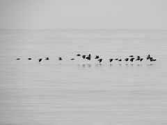 Haematopus leucopodus