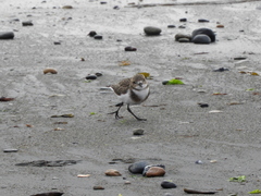 Charadrius falklandicus