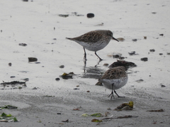 Calidris fuscicollis