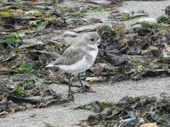 Charadrius falklandicus