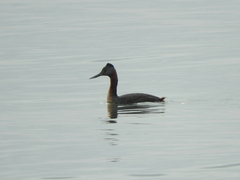 Podiceps major